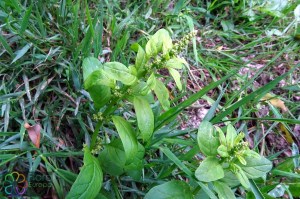 Chenopodium polyspermum